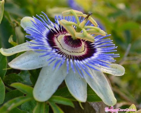 passion flower care in winter